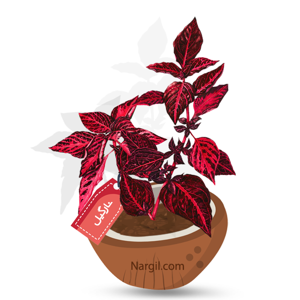 Nargil_Iresine herbstii
